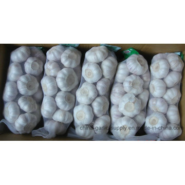 2016 New Crop Fresh White Garlic